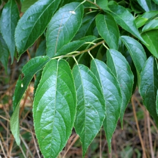 Eucommia ulmoides foliage