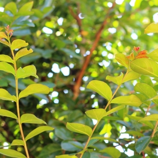 summer foilage of Lagerstroemia indica Red