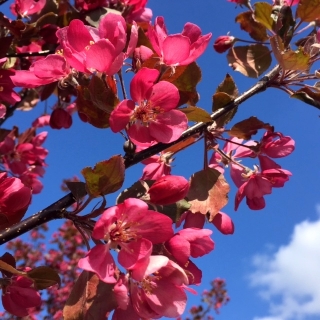 Malus Royalty flowers