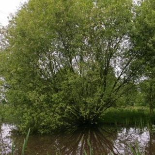 Mature Salix caprea at a riverside location