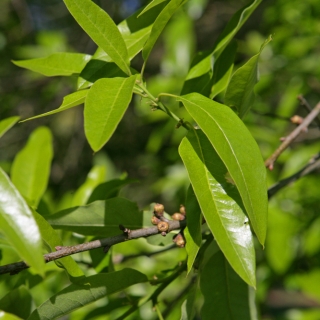 the foliage of Quercus Imbricaria
