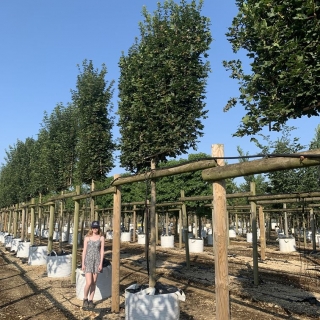Acer campestre Pleached
