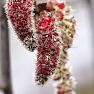 Populus tremula catkins