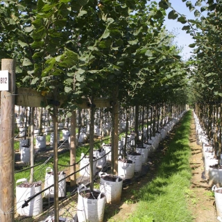 Row of Tilia platyphyllos Rubra on Barcham nursery