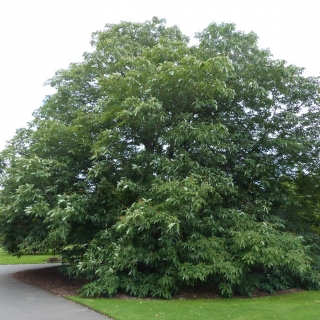 Mature Aesculus indica