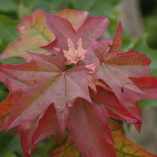 young foliage of Acer cappadocicum Rubrum