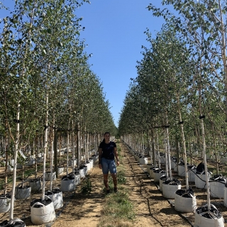 Betula utilis Jacquemontii Doorenbos