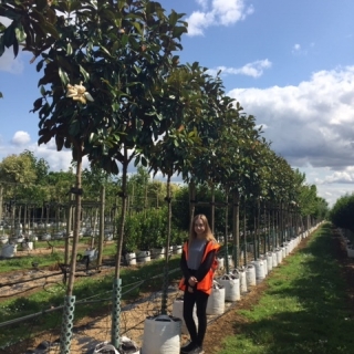 Magnolia grandiflora Praecox at Barcham Trees