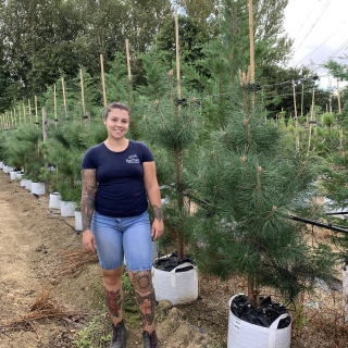 Pinus sylvestris