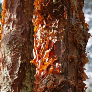 Acer griseum bark