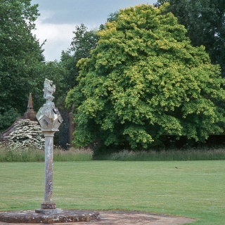 Mature Acer cappadocicum Aureum