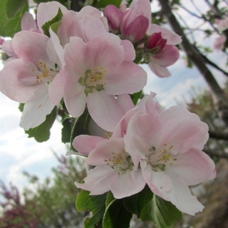 the beautiful blossom of Malus Bramley Seedling