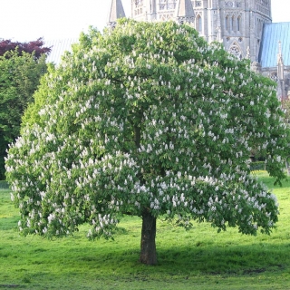 Aesculus hippocastanum