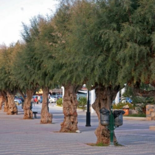 Tamarix gallica in a coastal location