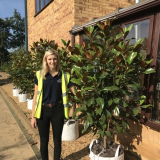 Magnolia grandiflora Gallissonniere multi-stem at barchams nursery