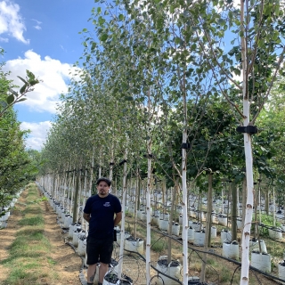 Betula utilis Jacquemontii Doorenbos