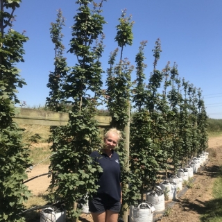 feathered Acer campestre William Caldwell at barcham trees