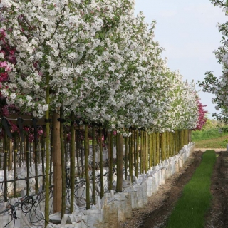 Malus Evereste on the barcham Trees nursery