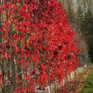 beautiful autumn foliage of Liquidambar styraciflua Worplesdon