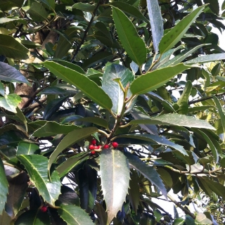 foliage and berrie of Ilex castaneifolia