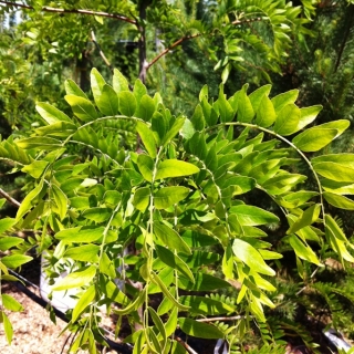 Gleditsia triacanthos Skyline