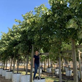 Tilia americana Redmond