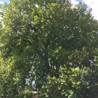 Mature Platanus x hispanica in the Bishops palace ely