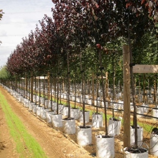 Prunus cerasifera Nigra on the barcham trees nursery