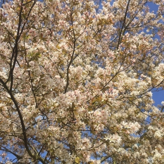 The small white flowers of Amelanchier arborea Robin Hill