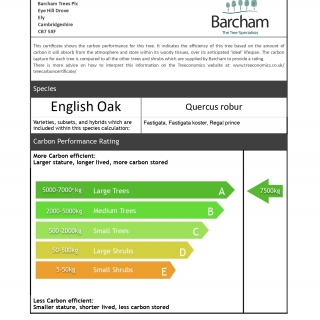 Quercus robur Regal Prince