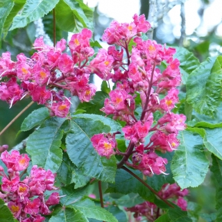 The red/pink flower of Aesculus x carnea Briotti