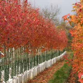 Amelanchier arborea Robin Hill in autumn foliage