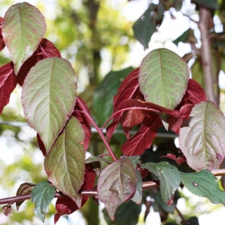 New foliage of the Crimson Point