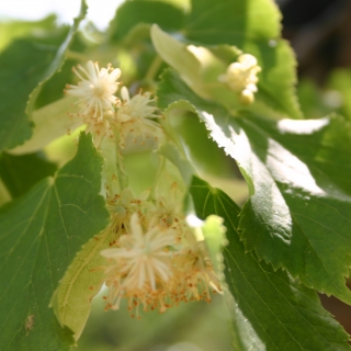 Tilia cordata Greenspire flowers