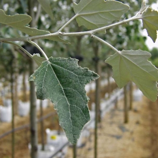 foligae in detail of