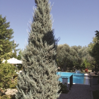 Mature specimen of Cupressus arizonica Glauca