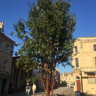 A mature specimen of Prunus serrula Tibetica multi-stem