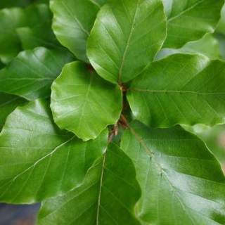 the glossy green leaves of Fagus sylvatica