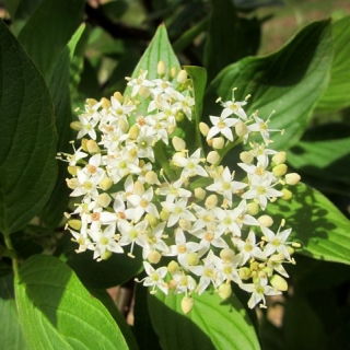 the creamy white flower of Cornus alba Sibirica