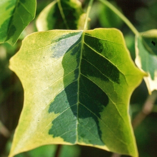 the variegated leaf of Liriodendron tulipifera Aureomarginatum