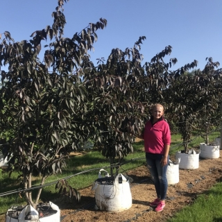 Prunus Royal Burgundy multi-stem on the barcham trees nursery