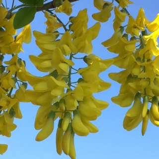 the flowers of Laburnum × watereri 'Vossii'