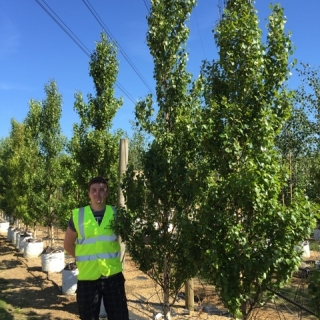 Betula pendula Obelisk at barcham trees