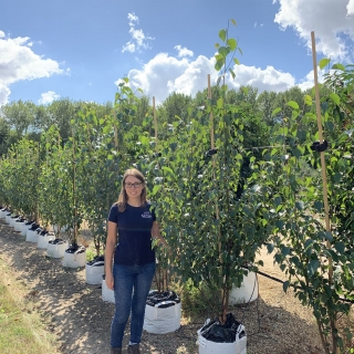 Betula albosinensis Fascination multi-stem