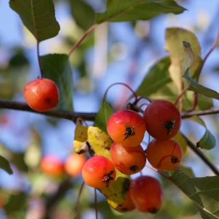 Malus Rudolph berries