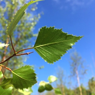 Betula pendula Beverley Beauty leaf