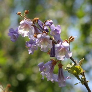 the flower of Paulownia tomentosa