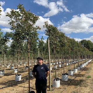 Photinia fraseri Red Robin Pleached