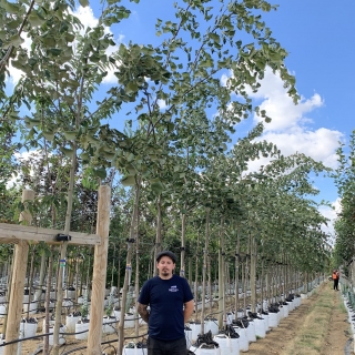 Tilia tomentosa Petiolaris