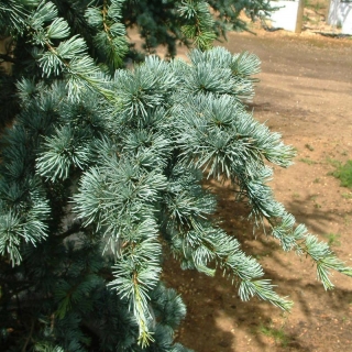 the needles of Cedrus atlantica Glauca